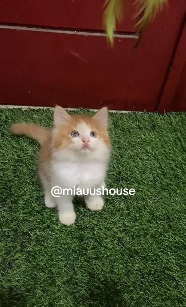 KITTEN PERSIA LONGHAIR