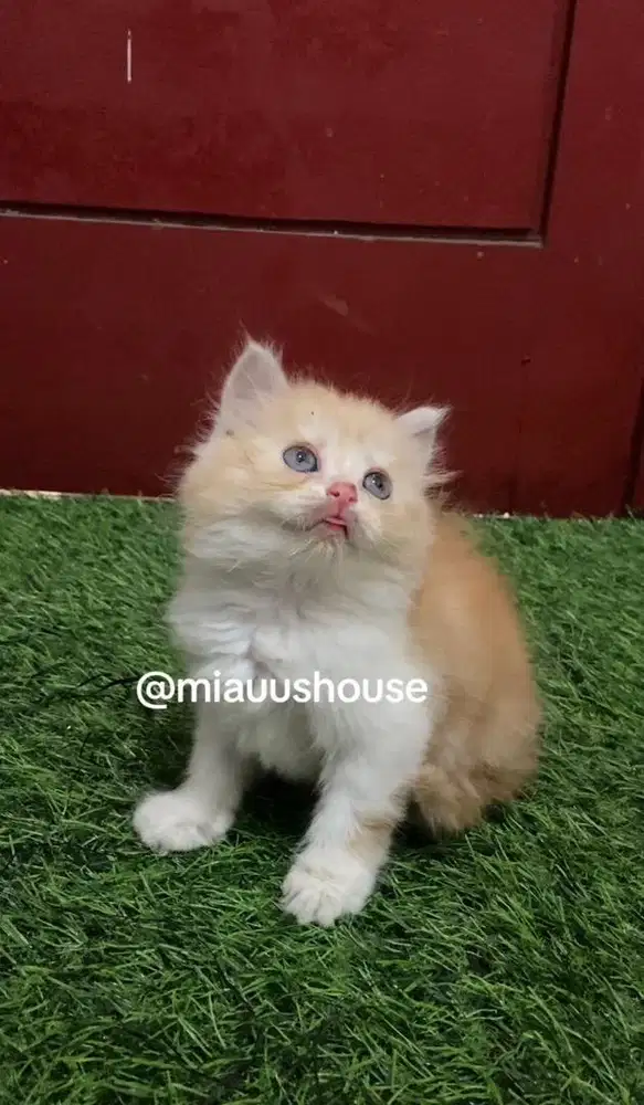 KITTEN PERSIA LONGHAIR