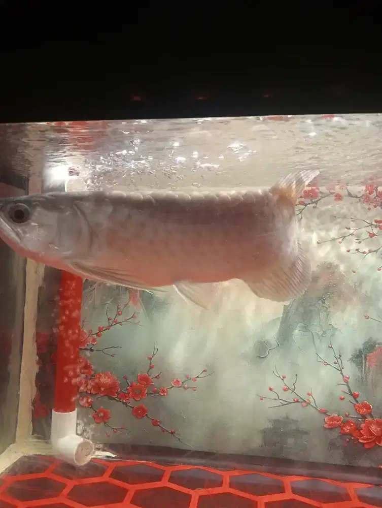Ikan arwana green Fino
