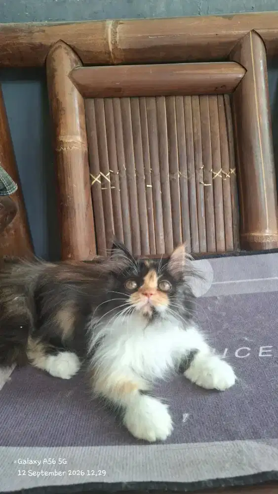 Kucing persia betina/kucing persia flatnose/kitten persia  jantan