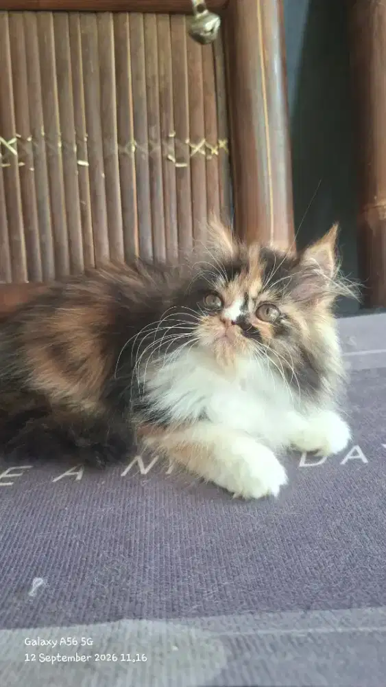 kucing persia betina/kitten.persia betina