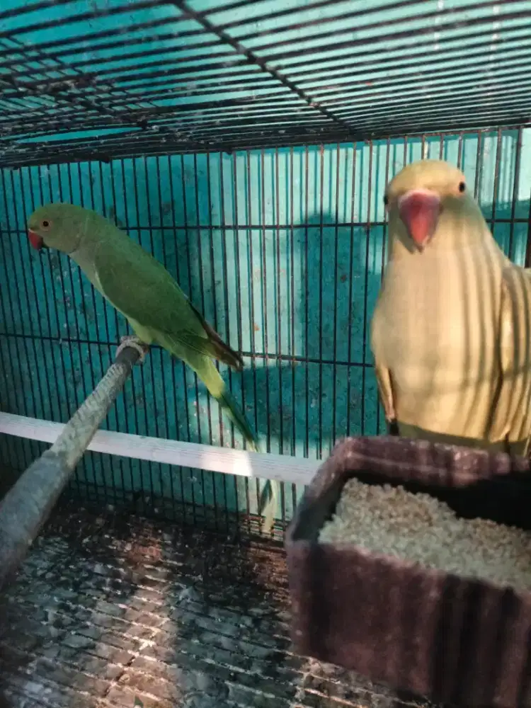 Indian ring neck