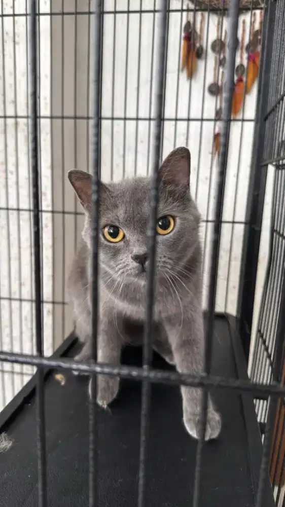 Kucing BSH British Shorthair