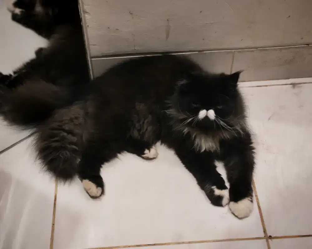 PERSIA PEAKNOSE