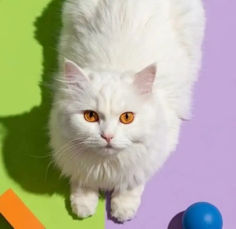 Kucing Persian White Solid (Betina)
