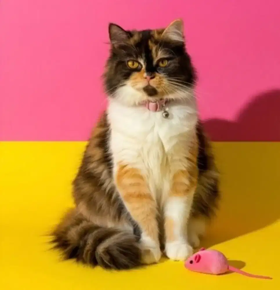 Kucing Persian Calico (Proven Siap Kawin)