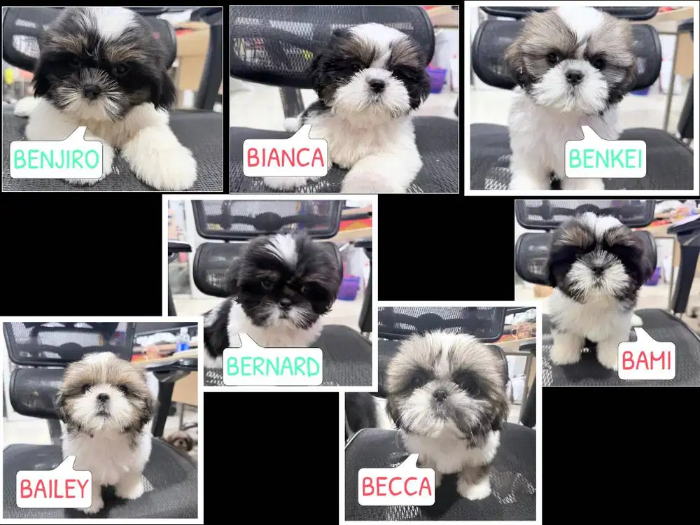 Dijual 7 ekor puppy Shihtzu STB (Ada surat) Lucu Lincah Gemas