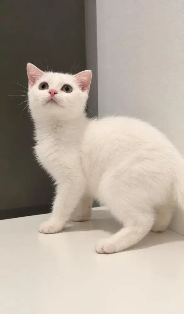 Scottish single fold Munchkin NS