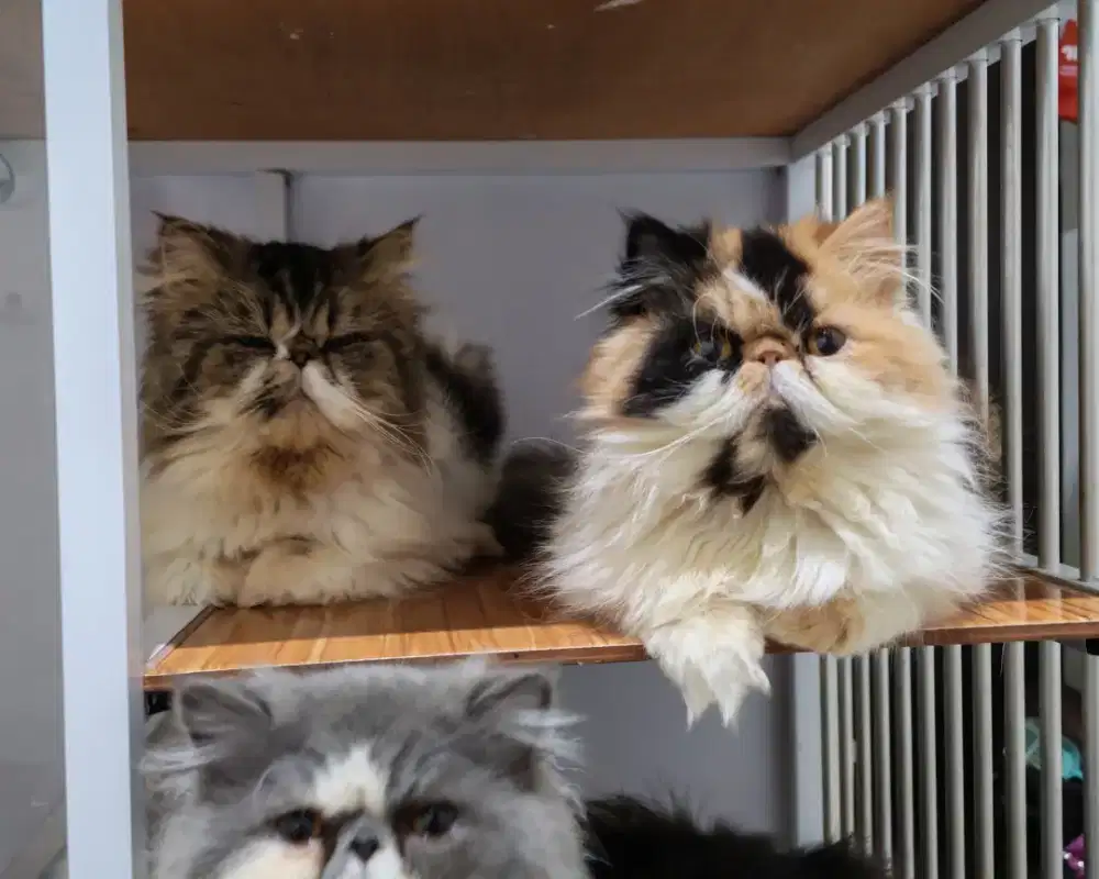 PERSIA  PEAKNOSE