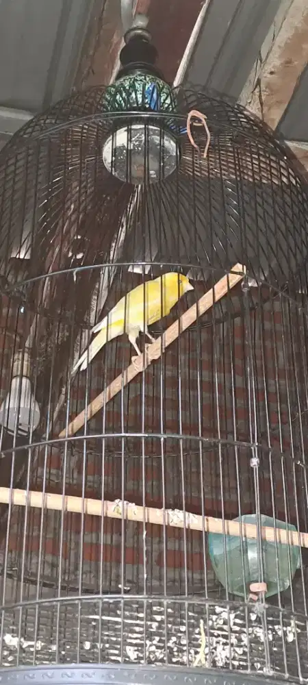 Burung kenari F1 rasmi