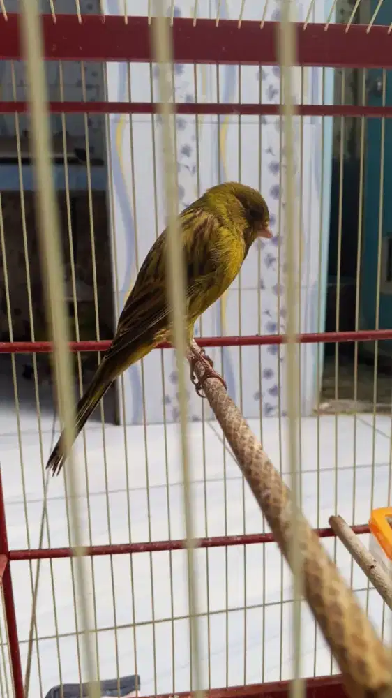 Burung kenari F1YS