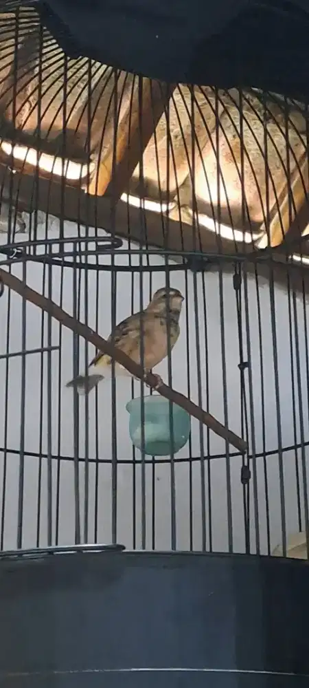 Burung blackstroat