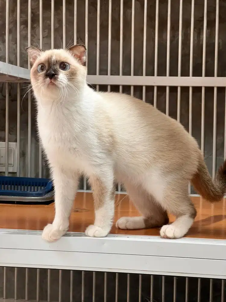 Kucing scottish fold betina