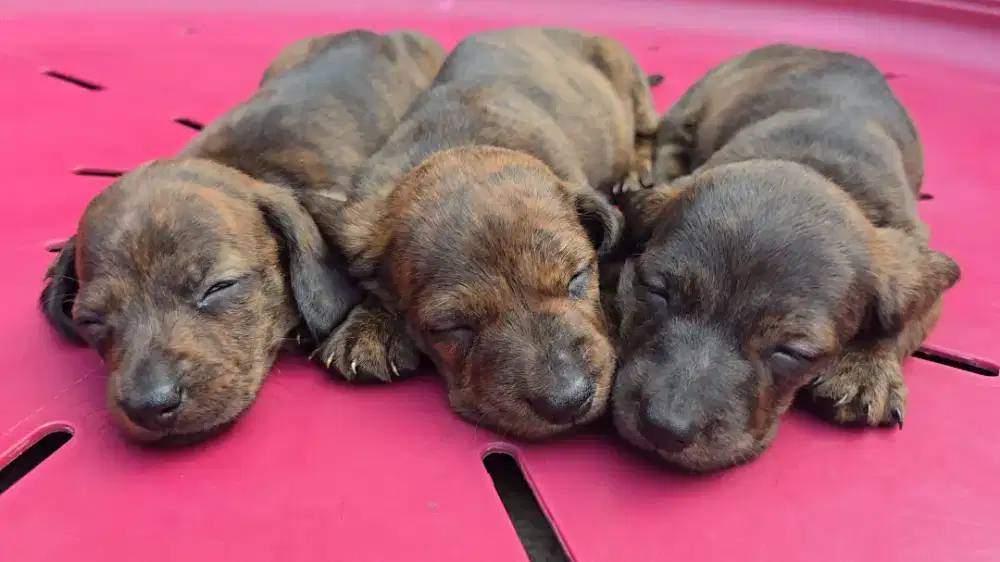 Bogor Kota - Puppy Anak Anjing Dachshund Sosis Tekel Warna Unik