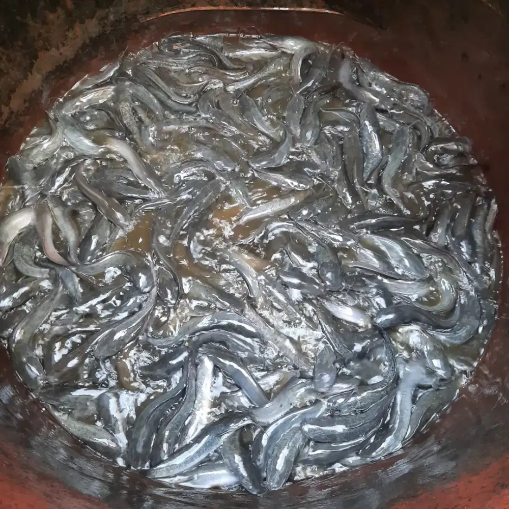 Jual ikan lele segar konsumsi (isi 6-11 /kg)