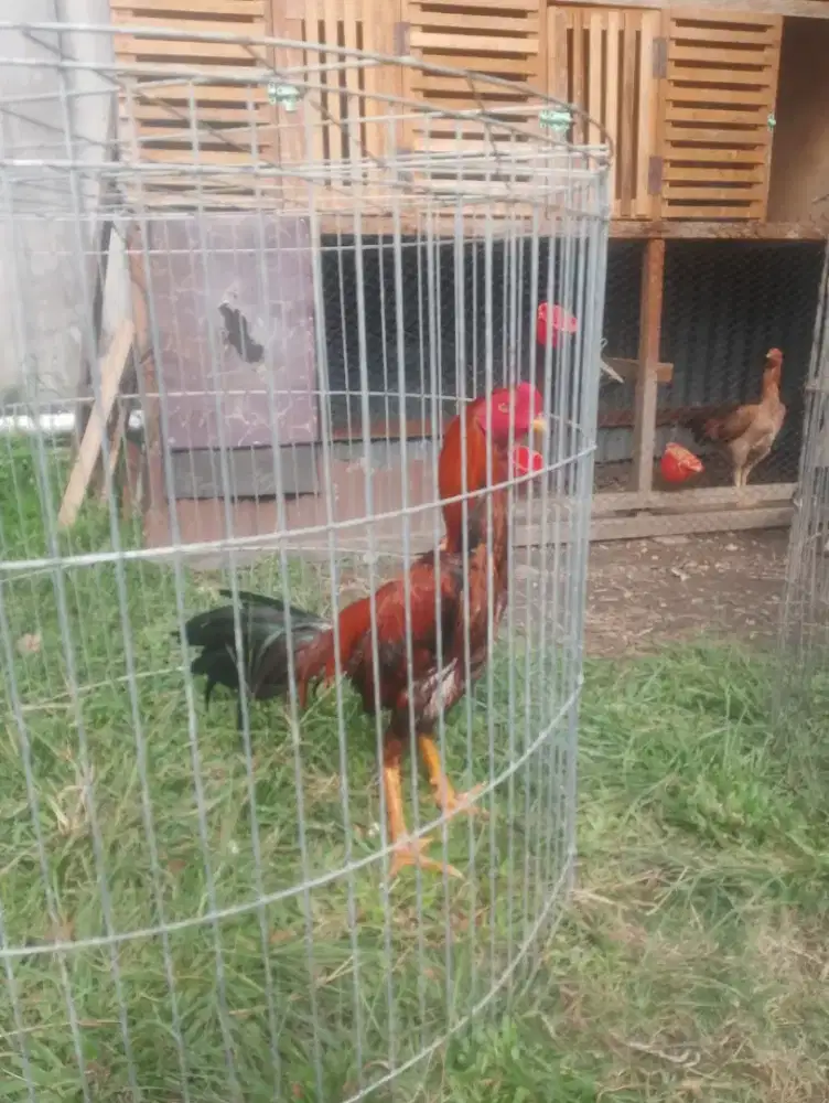 minat ayam keturunan juara