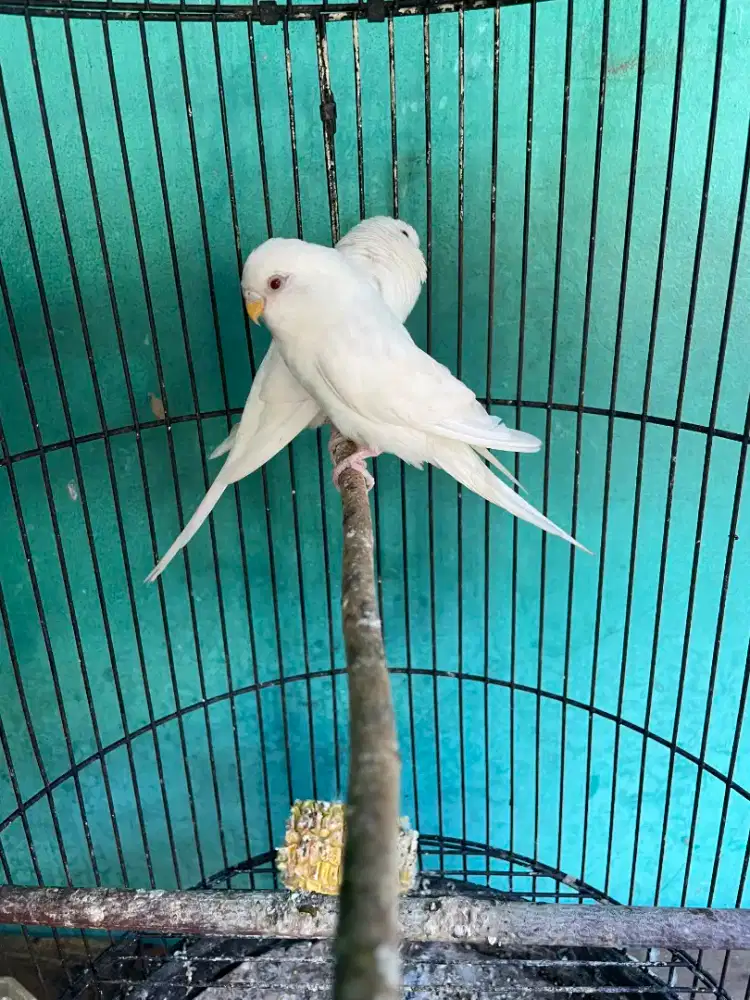 Parkit albino mata merah