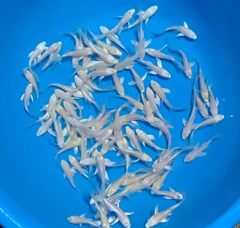 Ikan koi size 9 sami 10cm