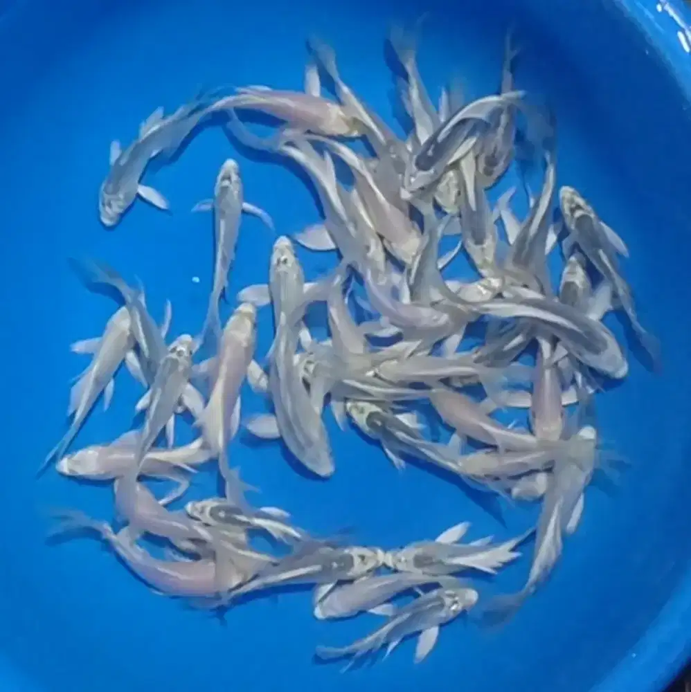 Ikan koi size 13cm