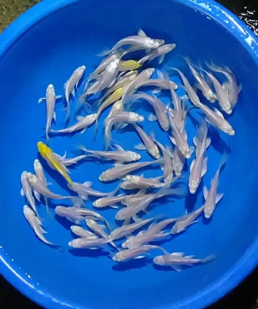 Ikan koi size 10cm