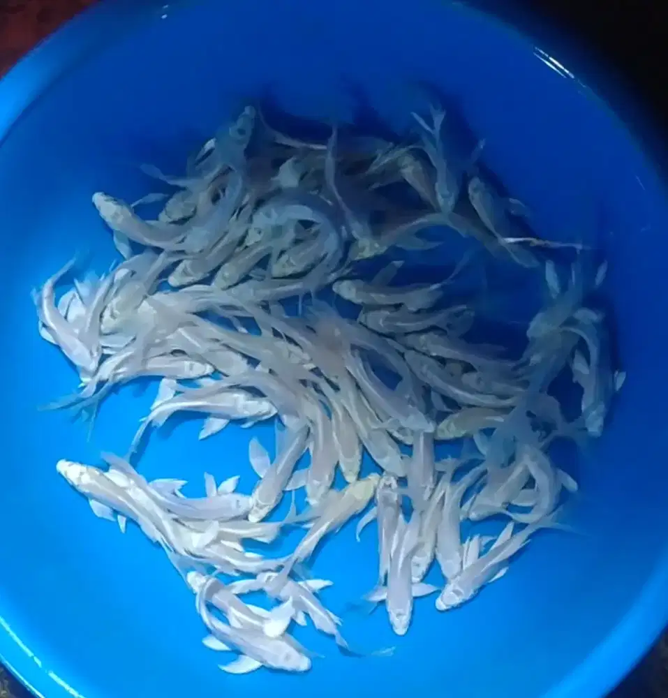Ikan koi size 13cm