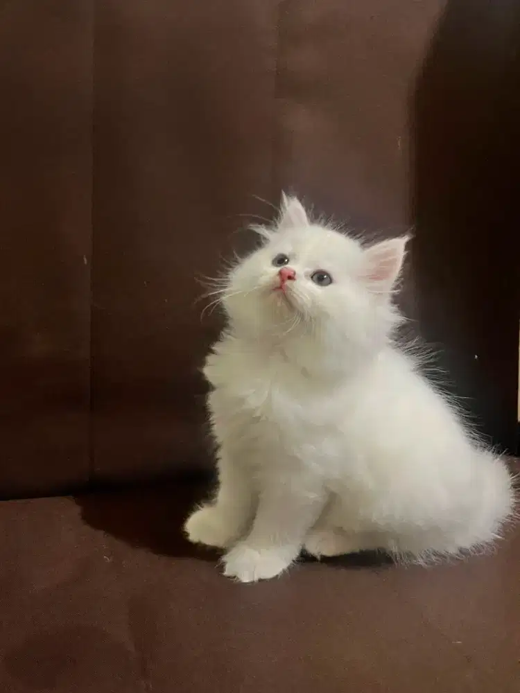 Kucing Kitten Persia Peaknose 2 bulan betina