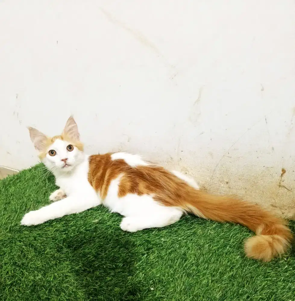 Kitten MaineCoon Jantan Pure No mix. Induk ped Cfa Maine Coon