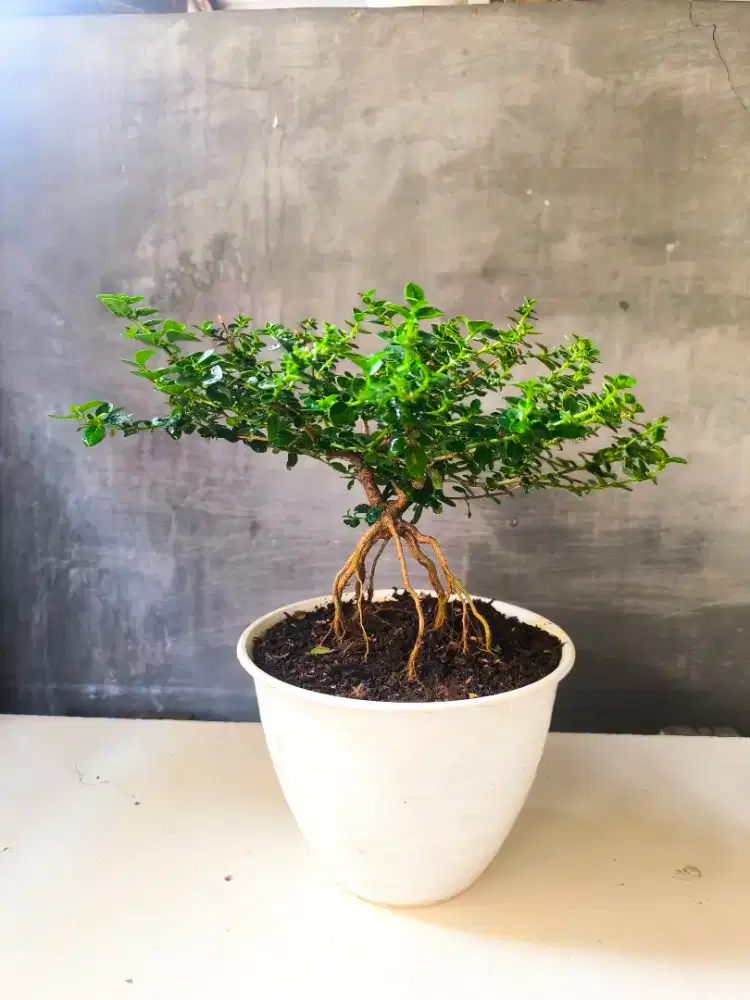 Bonsai id Sancang