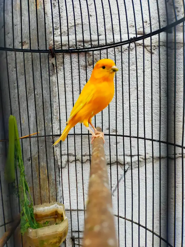 Burung kenari lokal super gacor door