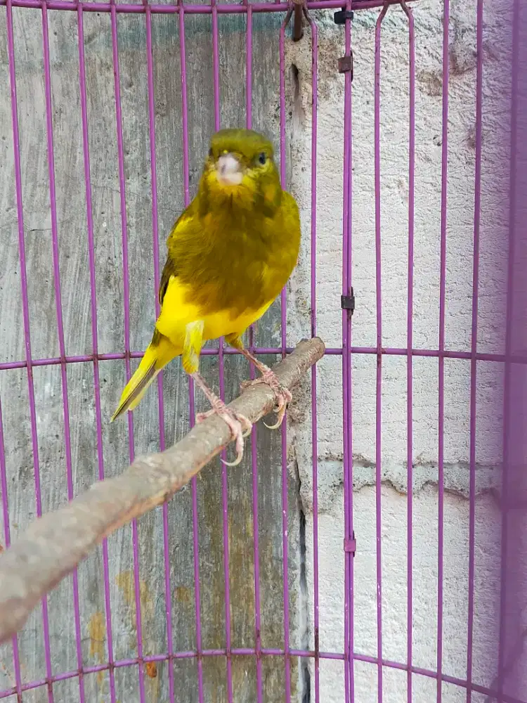 Burung kenari lokal super gacor door