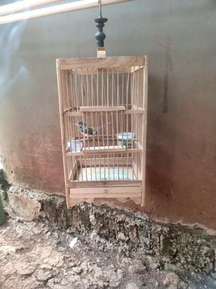 burung perenjak bawah