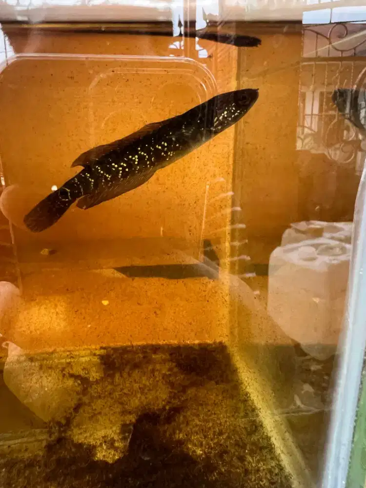 Ikan chana asiatica Kalimaya & limbata golden