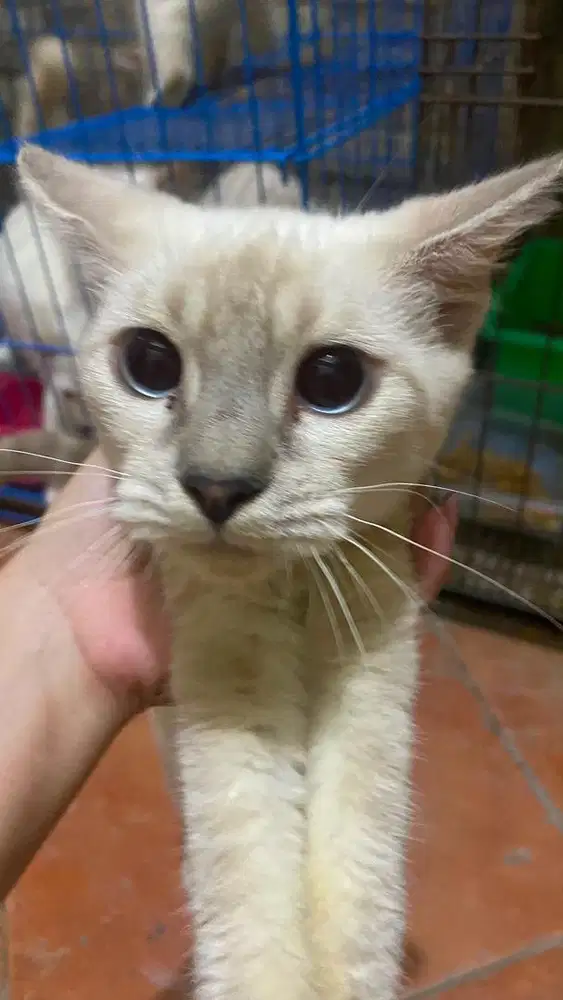 LEPAS ADOPSI / OPEN ADOPT PERSIA HIMALAYA