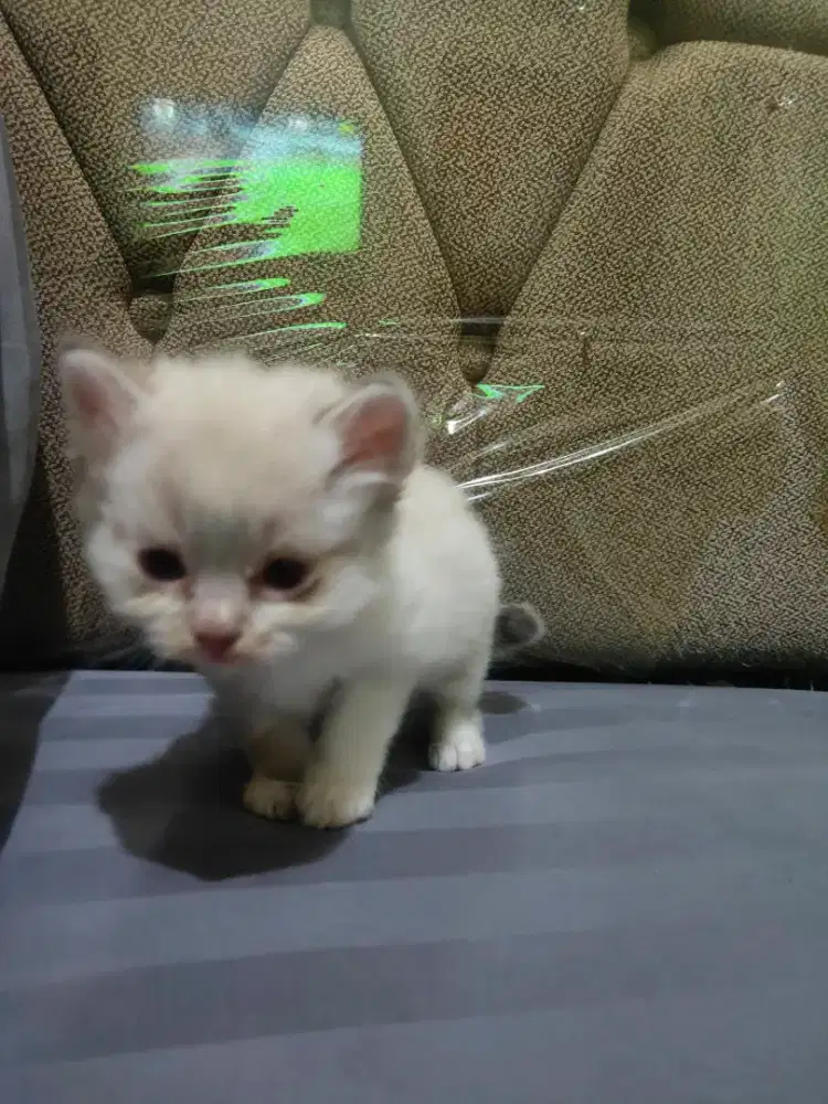 Kucing kitten Himalaya jantan