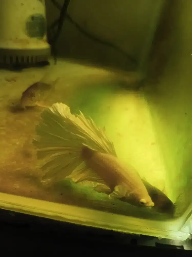 Ikan cupang betta fish