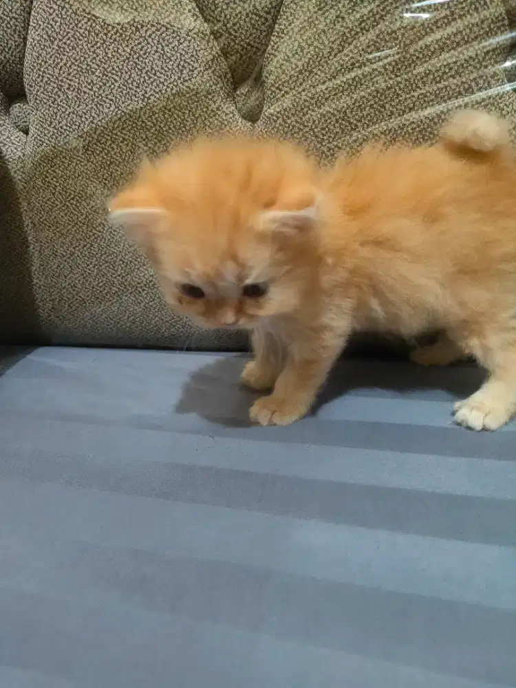 Kucing kitten betina oyen persia
