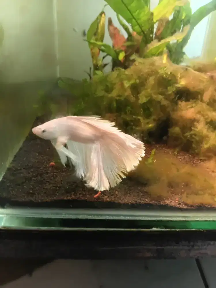 Ikan cupang hias betta fish