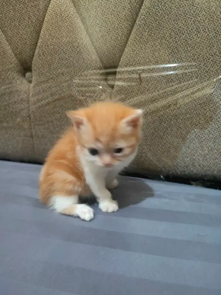 Kucing kitten jantan oyen betina