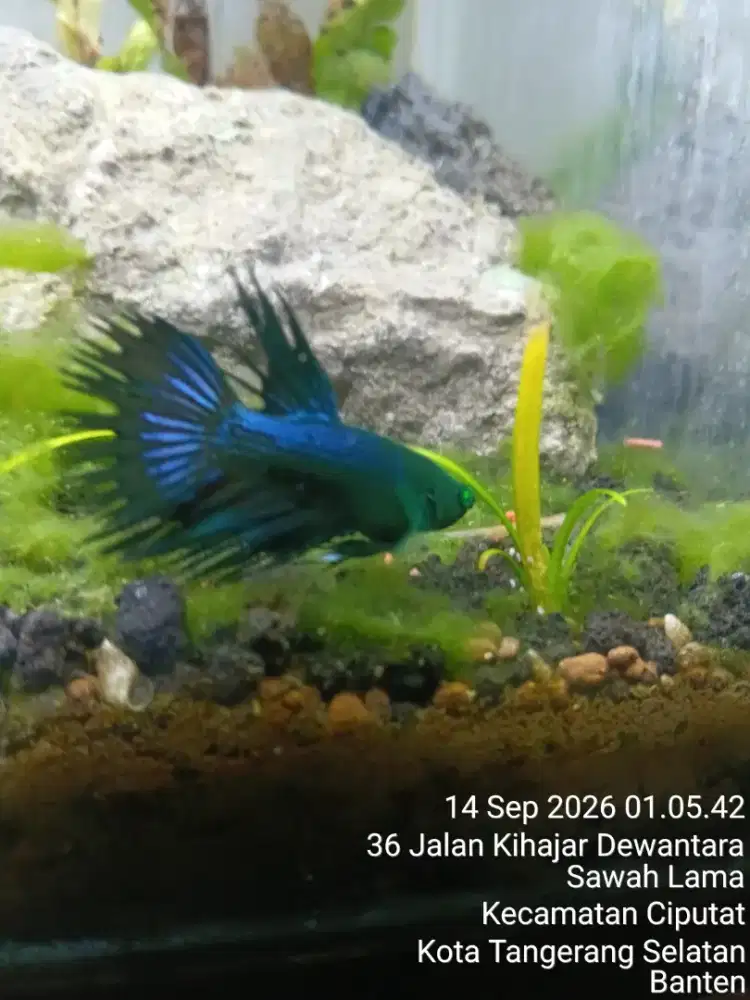 Ikan cupang crown tail hulk betta fish
