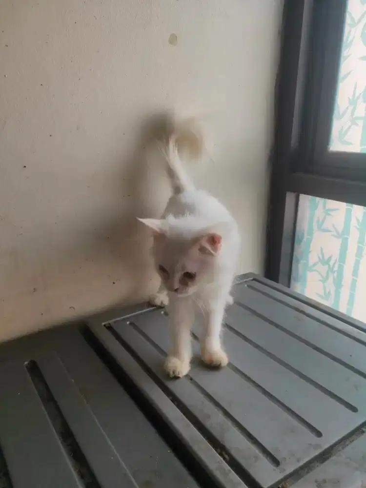 Kucing kitten persia jantan