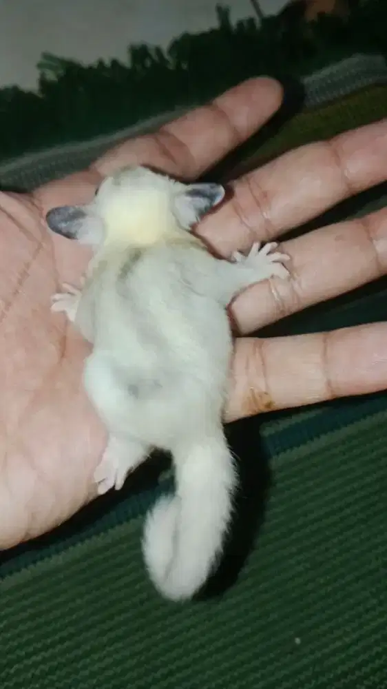 Sugar glider mozaik