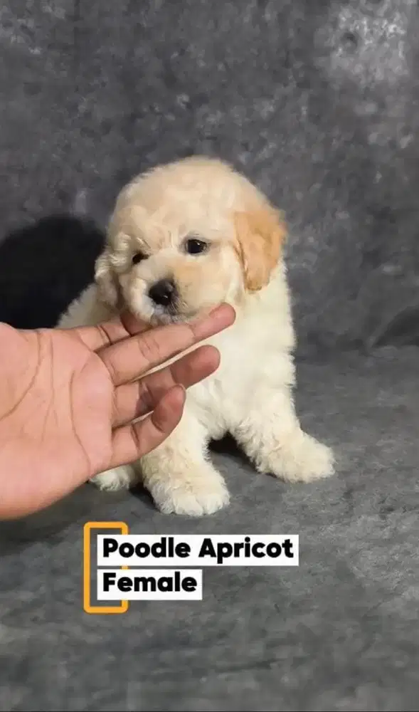 Puppies Poodle Female Vaksin Only