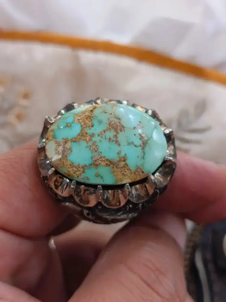 Pirus persia jumbo