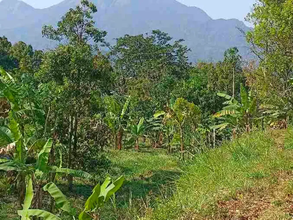 LAHAN KEBUN ISTIMEWA
