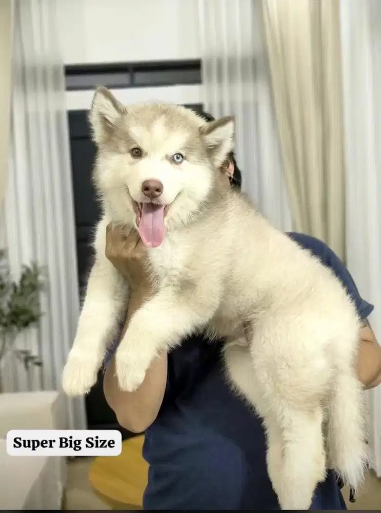 Siberian Husky Super big size Stb vaksin