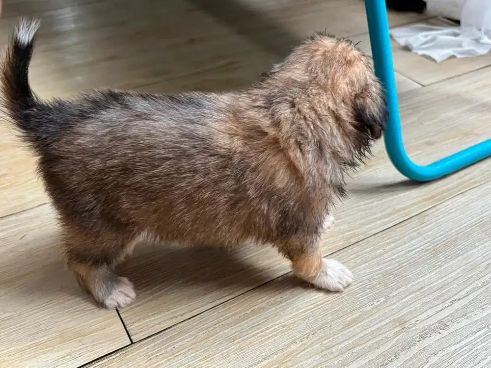 Toy shitzu malthesee