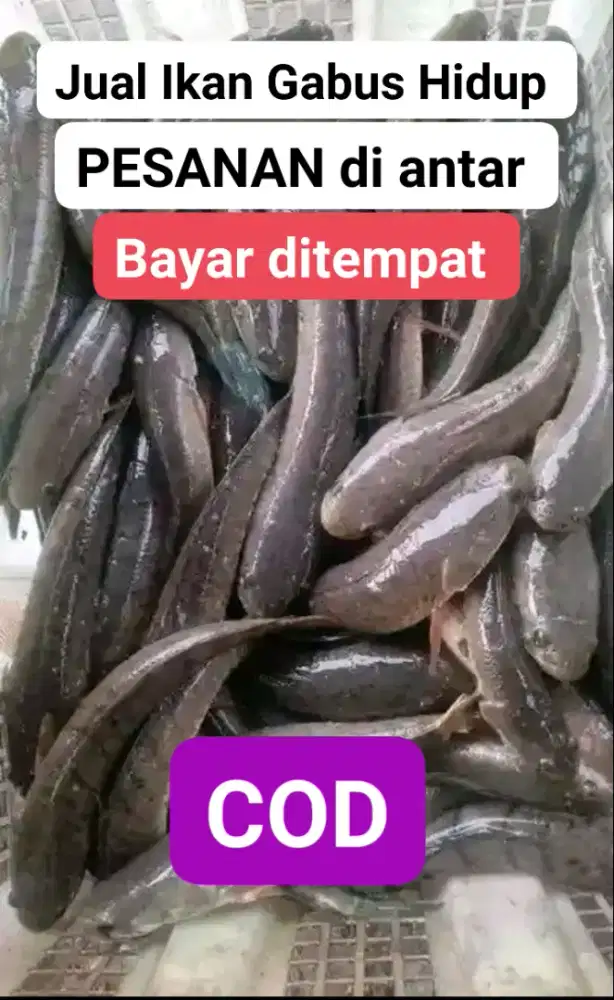 Ikan gabus hidup orlan1