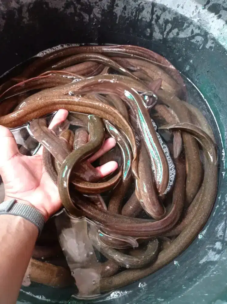 Ikan belut segar bayar di tempat