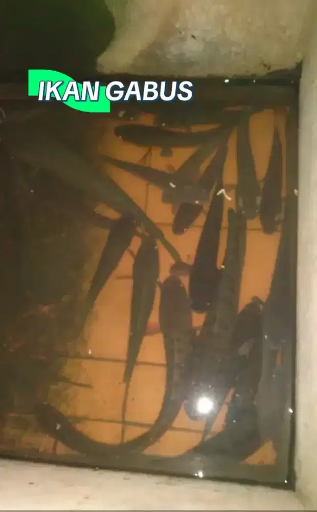 Ikan gabus hasil alam