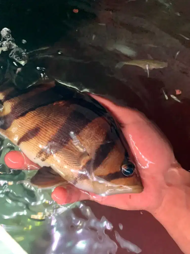 Ikan Tiger Datz mix bar, cocok untuk comtank Arwana